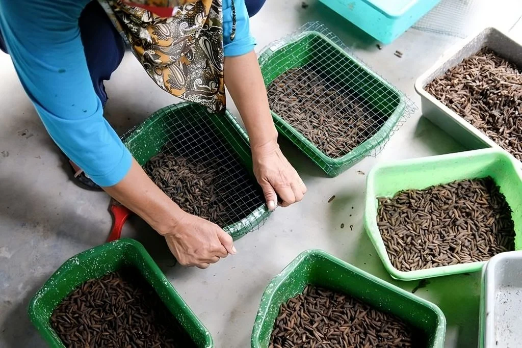 Cara Membuat Pakan Maggot untuk Budidaya Ternak