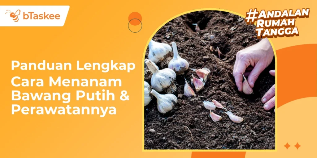 Cara Menanam Bawang Putih & Perawatannya (Panduan Lengkap)