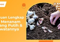 Cara Menanam Bawang Putih & Perawatannya (Panduan Lengkap)