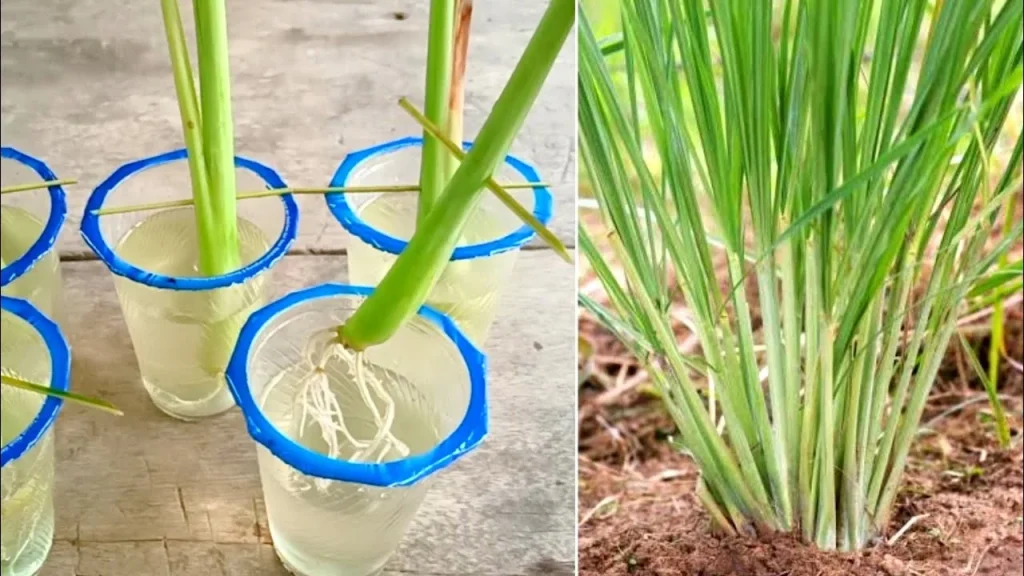 Cara Menanam Serai Dari Awal Sampai Panen Tanpa Pupuk - YouTube