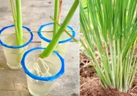 Cara Menanam Serai Dari Awal Sampai Panen Tanpa Pupuk - YouTube