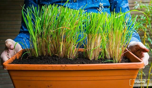 Cara Menanam Serai yang Baik & Benar | Panduan Pemula