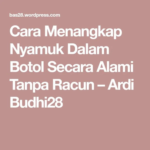 Cara Menangkap Nyamuk Dalam Botol Secara Alami Tanpa Racun | Pembungkus