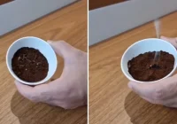 Cara Mengusir Nyamuk dengan Kopi, Ampuh dan Efektif!