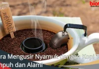 Cara Mengusir Nyamuk dengan Kopi Tips Ampuh dan Alami