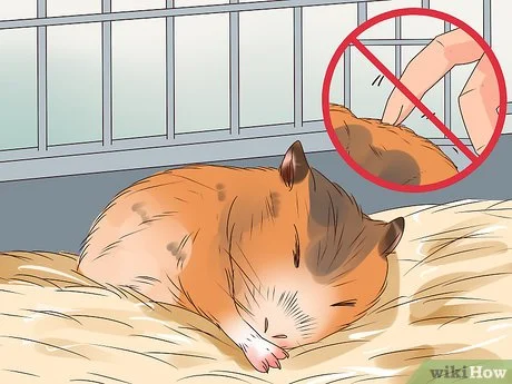 Cara Merawat Hamster (dengan Gambar) - wikiHow