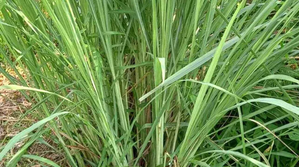 Cara Mudah Menanam Serai di Rumah: Panduan Praktis untuk Tanaman Herbal