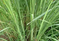 Cara Mudah Menanam Serai di Rumah: Panduan Praktis untuk Tanaman Herbal