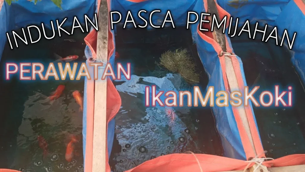 Cara Perawatan Indukan Ikan Mas Koki Pasca Pemijahan Bertelur | Male