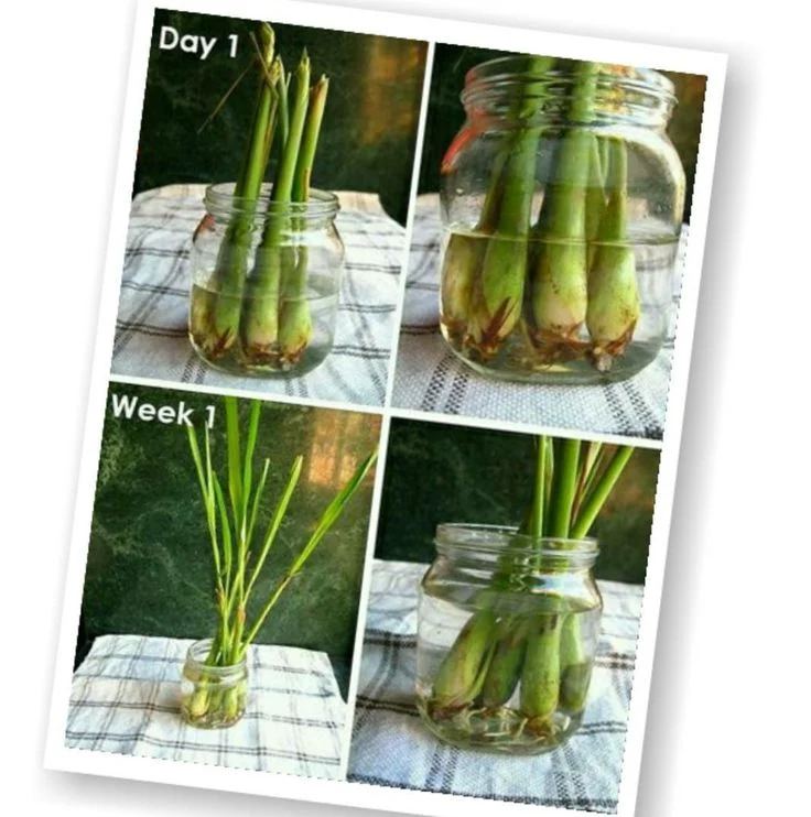 Cara Tanam Serai Mudah Praktis | Lemon grass, Grow lemongrass, Drying herbs
