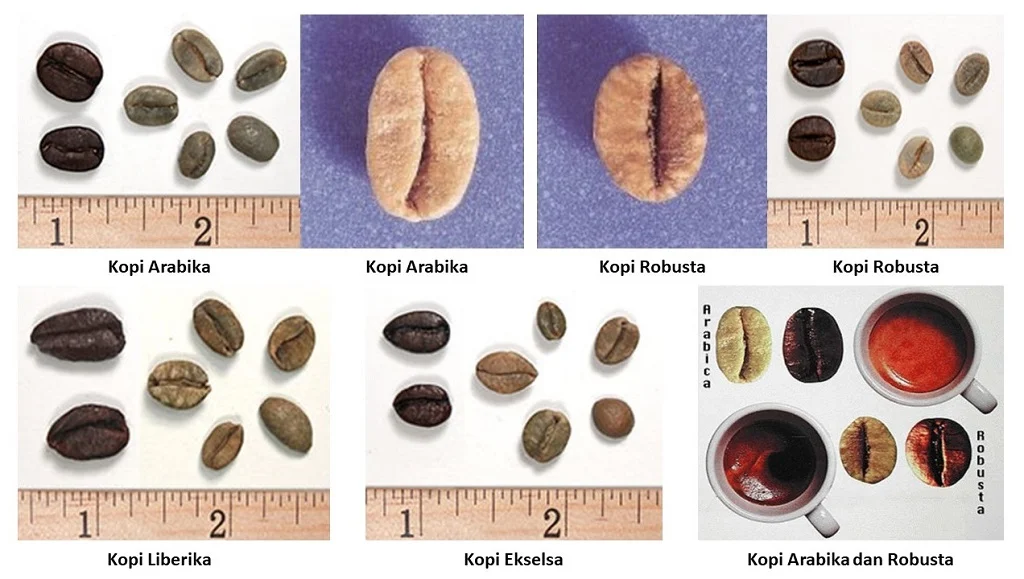 Cerita Buah Ceri Menjadi Bubuk Kopi - AGRIKAN
