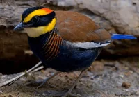 Ciri Khas Burung Paok Pancawarna dan Daerarah Persebarannya