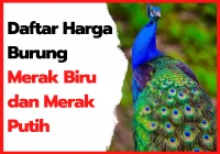 Daftar Harga Burung Merak Biru Dan Merak Putih HOBI TERNAK