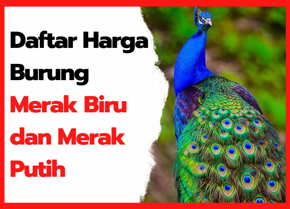 Daftar Harga Burung Merak Biru Dan Merak Putih HOBI TERNAK