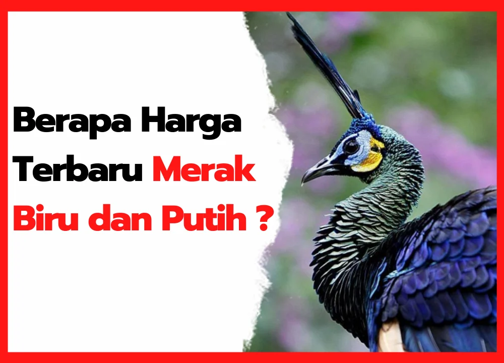Daftar Harga Jual Terbaru Merak Biru dan Merak Putih | Merak, Burung, Biru