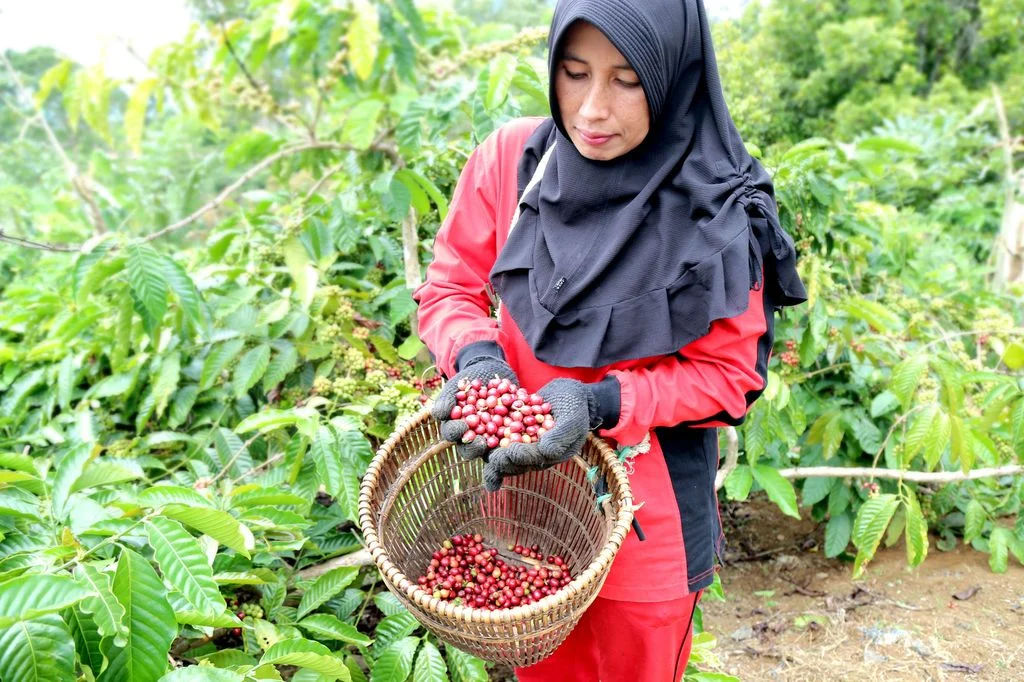 Dari Ladang ke Cangkir: Nestle Bantu Petani Kopi Bisnis Berkelanjutan