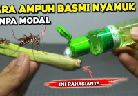DIY Pengusir Nyamuk yang Ampuh dari Bahan Alami, Kamu Bisa Gunakan