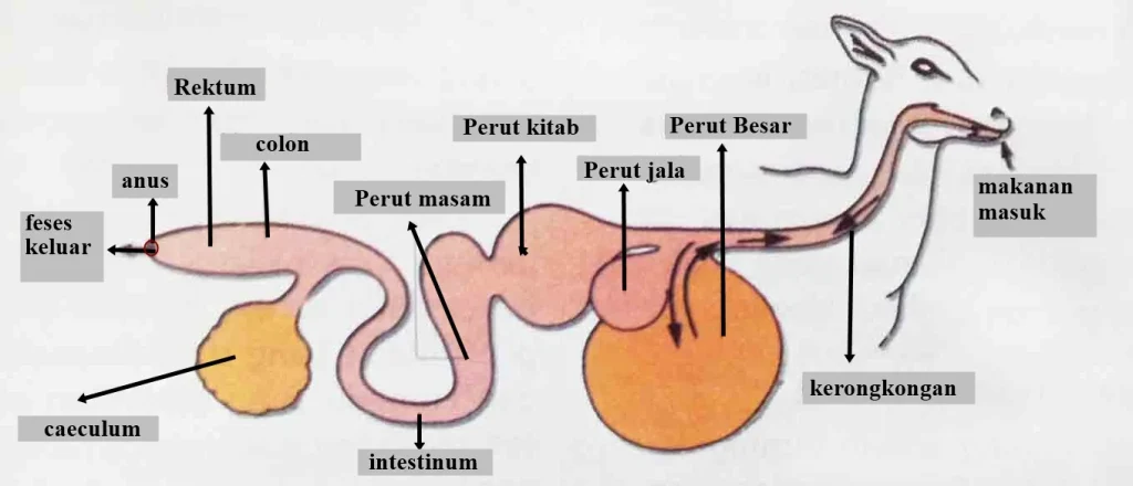 Domba (kelas mamalia)