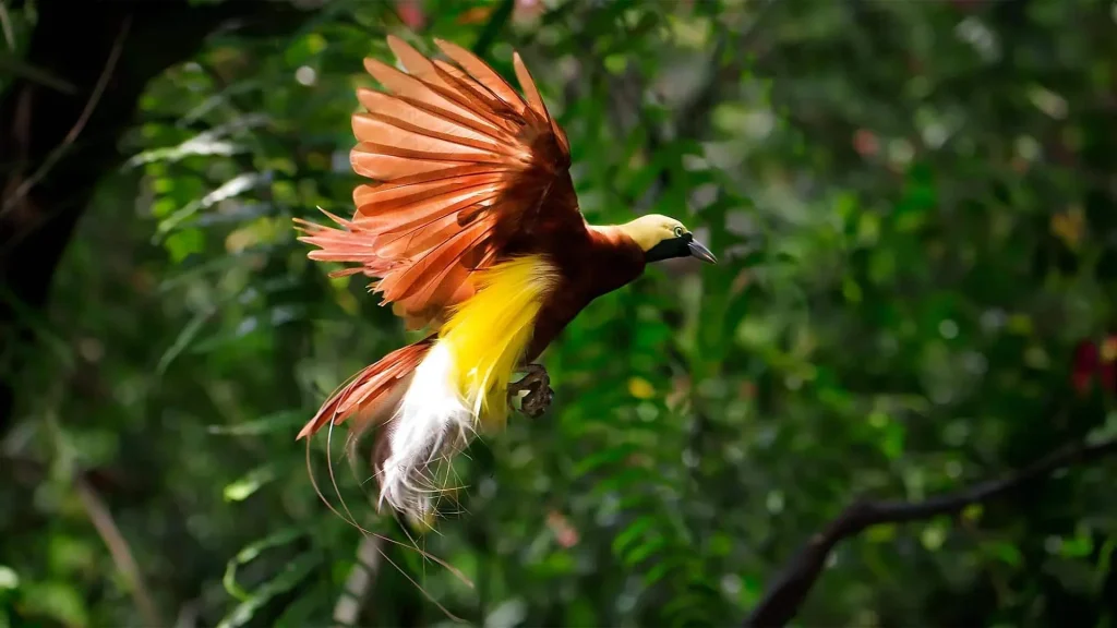 Evolusi yang Menakjubkan dari Bulu Burung Cendrawasih yang Indah