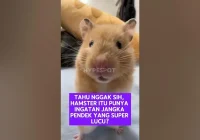Fakta Hamster: Ingatan jangka pendek #hamsters #hewanpeliharaan #shorts