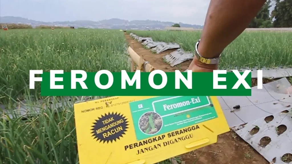 Feromon Exi, Pengendali Hama yang Aman dan Ramah Lingkungan - YouTube