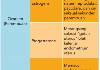 Fisiologi sistem glandula endocrina