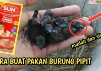 GAMPANG BANGET!! Cara Membuat Pakan Lolohan Untuk Burung Pipit/Emprit