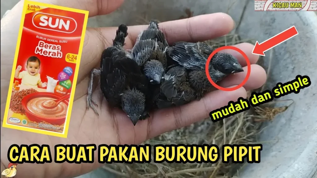 GAMPANG BANGET!! Cara Membuat Pakan Lolohan Untuk Burung Pipit/Emprit