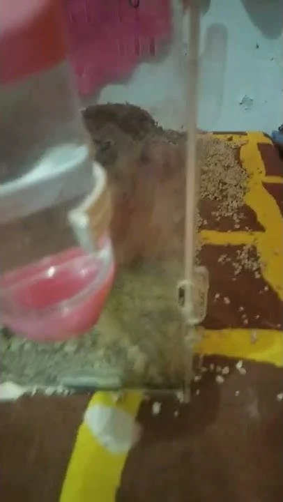 hamster jolipay buka pintu kandang - YouTube