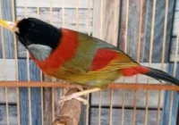 Harga Burung Pancawarna – KOMBI.ID