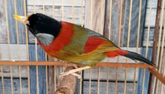 Harga Burung Pancawarna – KOMBI.ID