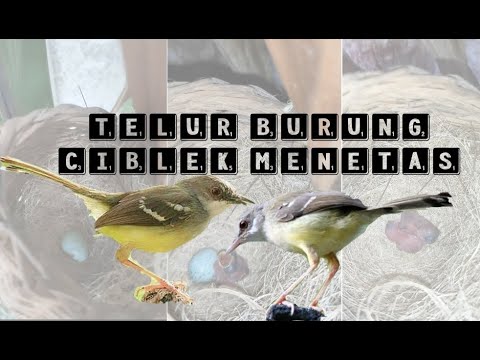Berapa Hari Telur Burung Ciblek Menetas?
