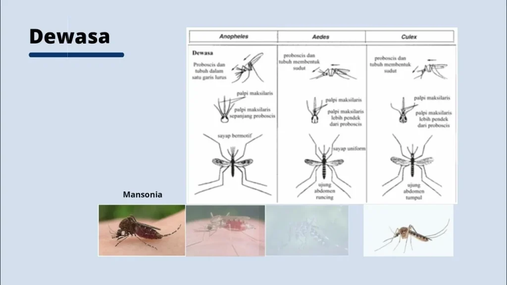 Identifikasi dan Pengendalian Nyamuk - YouTube
