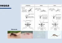 Identifikasi dan Pengendalian Nyamuk - YouTube