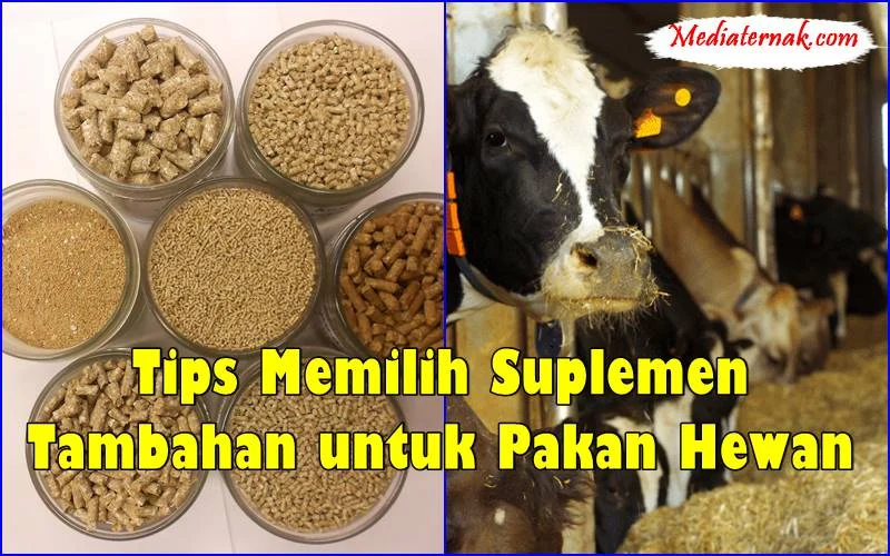 Inilah 5 Tips Memilih Suplemen Tambahan untuk Pakan Hewan - MediaTernak.Com