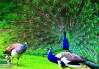 Jenis Burung Merak dan Spesies yang Dilindungi