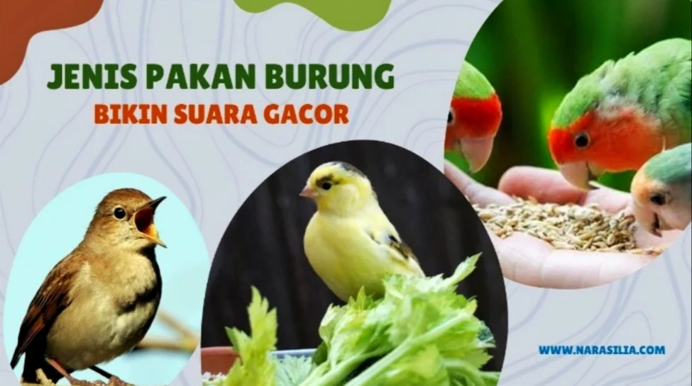 Jenis Pakan Burung Yang Bikin Suara Gacor - NarasiLia.com