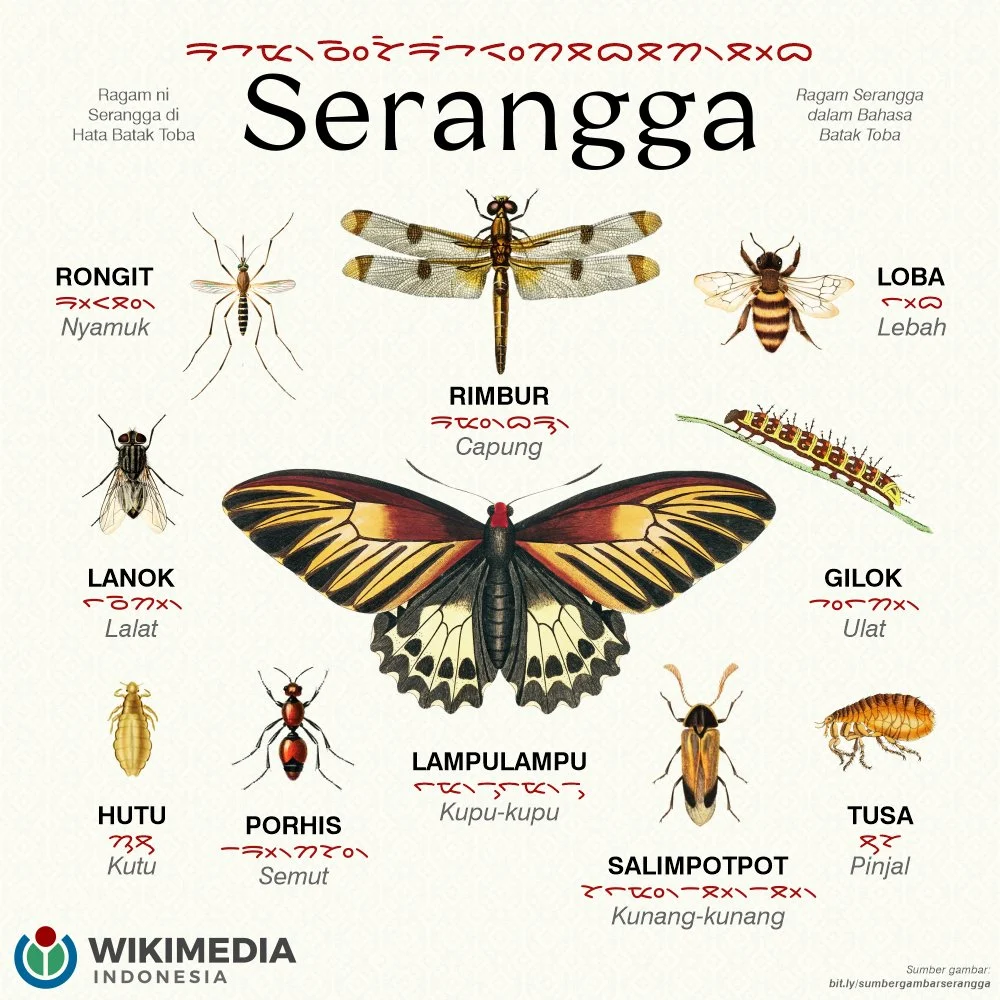 Jenis Serangga - Perumperindo.co.id