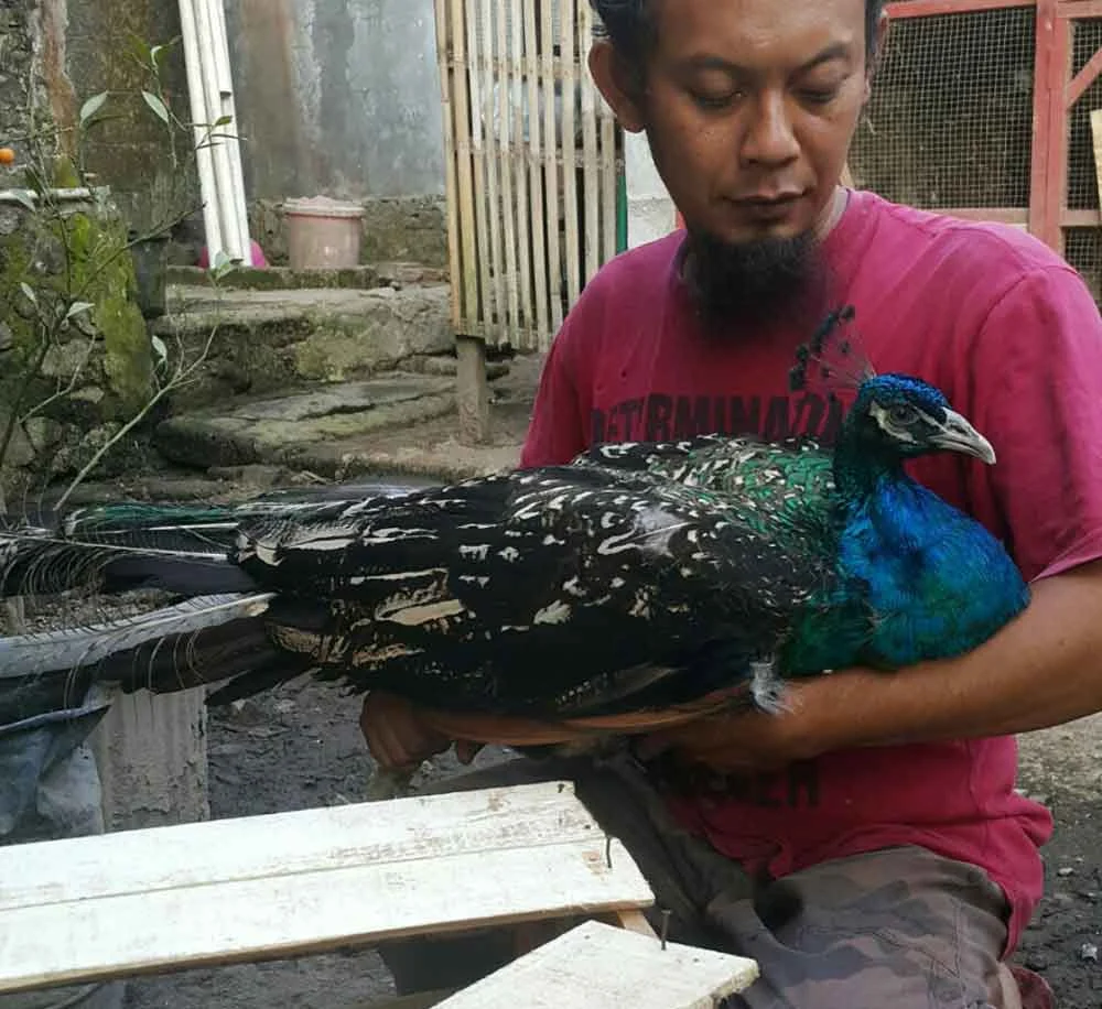 Jual Burung Merak Biru + 3 Jenis Burung Merak Lainnya | Ayamkalkun.com