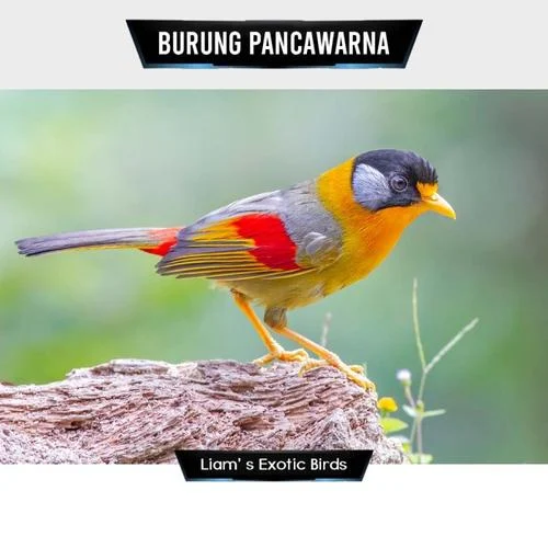 Jual Burung Pancawarna Asia Rawatan Mulus - Betina - Jakarta Timur