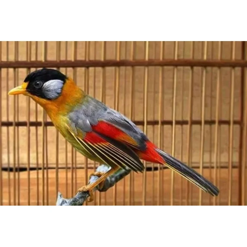Jual BURUNG PANCAWARNA(LOKAL) | Shopee Indonesia