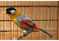 Jual BURUNG PANCAWARNA(LOKAL) | Shopee Indonesia