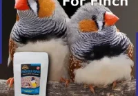 Jual Pakan Burung Finch Tanpa Kulit untuk Burung Zebra,Emprit Jepang