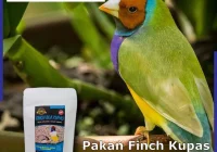 Jual Pakan Burung Tanpa Kulit untuk Zebra Emprit Jepang Glatik Kenari