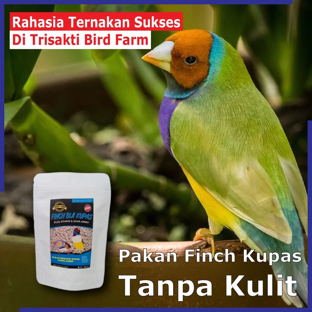 Jual Pakan Burung Tanpa Kulit untuk Zebra Emprit Jepang Glatik Kenari
