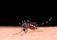 Keajaiban di Balik Nyamuk, Salah Satunya Menjadi Inspirasi Ilmu Bedah