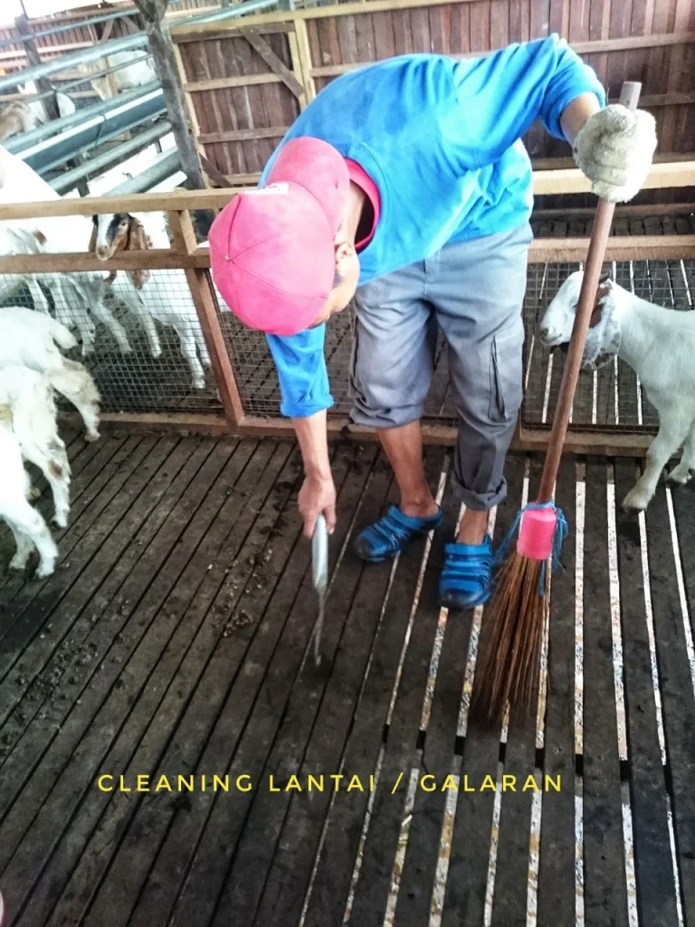 Kebersihan Kandang Sebagai Bagian Biosecurity | Edukasi - Pertanian