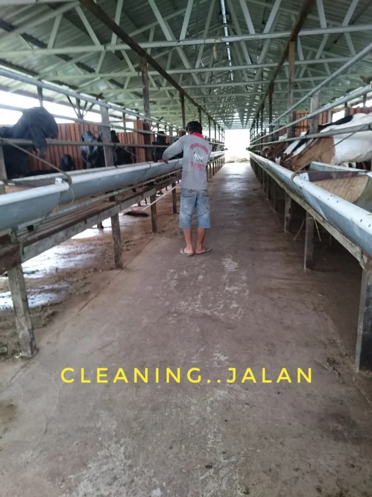 Kebersihan Kandang Sebagai Bagian Biosecurity | Edukasi - Pertanian