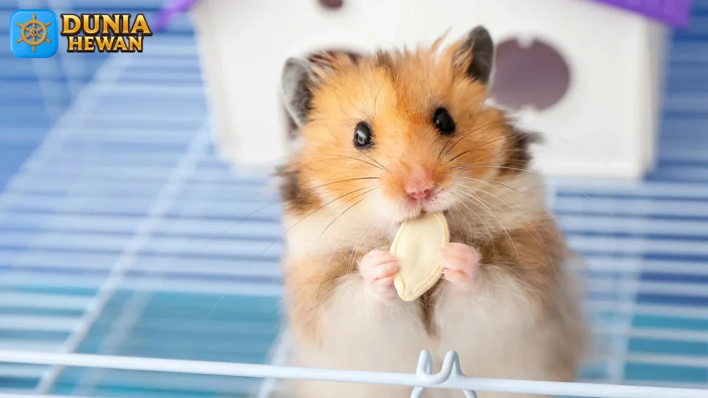 Kehidupan Hamster: Kebiasaan dan Karakteristik yang Unik