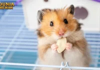 Kehidupan Hamster: Kebiasaan dan Karakteristik yang Unik